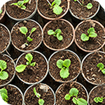 Planters with trees in them